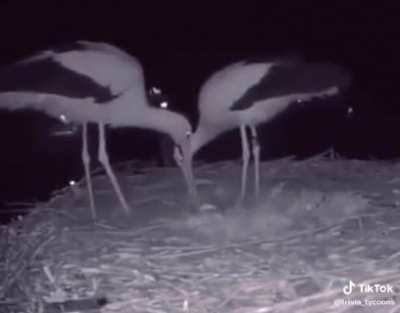 Two Storks celebrate their first egg