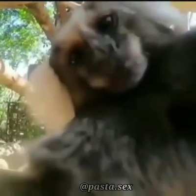 monkey love