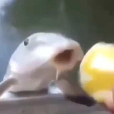Fish :)