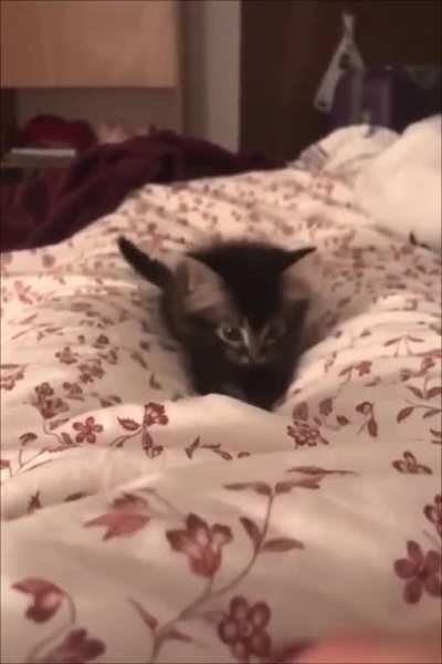 Lil predator