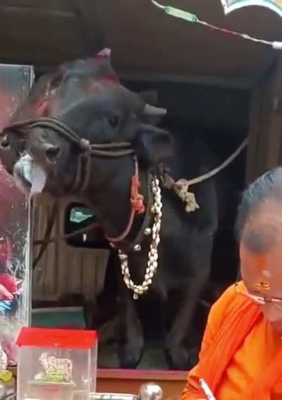a cow with polycephaly