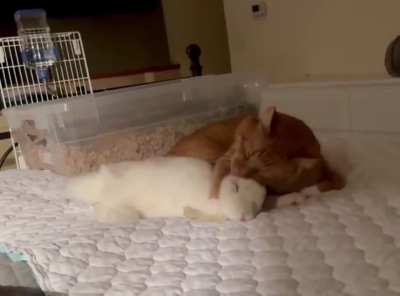 When the cat lies down on the bed, the rabbit immediately comes to him for affection and starts grooming him