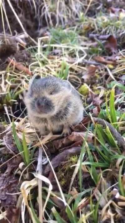 Немного милоты