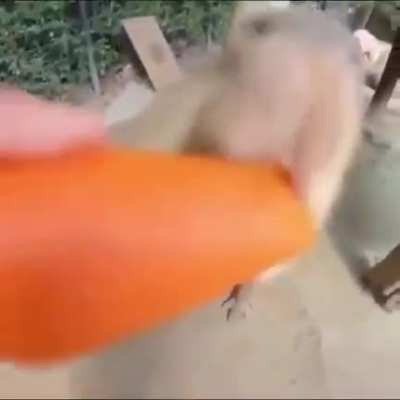 Carrot man