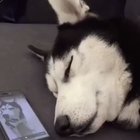 Catching some awooZzz