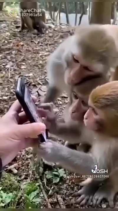 📱🐵