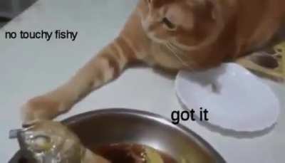 Touch tha fishy