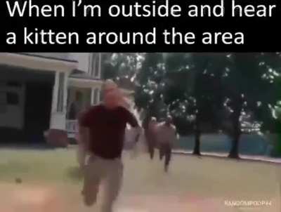 I love cats