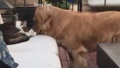 dogs only want 1 thing 😔