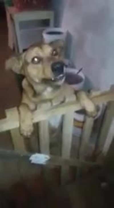 Eu vou vira são paulino