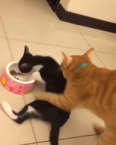 Victim's last meal