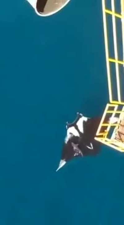 of a huge Manta Ray spotted near Trinidad. There is a shark above it for scale.