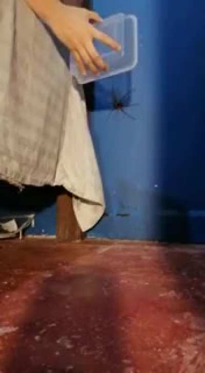 I tried to catch this huge spider. It did not end well.