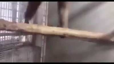 exmilitary monkey