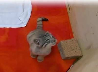 manul kitten 