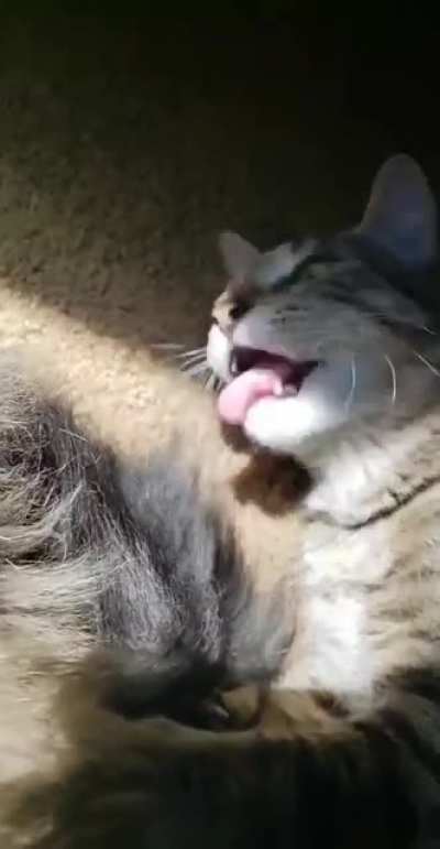 was trying to get a cute vid of my cats