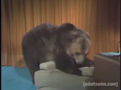 Bear face