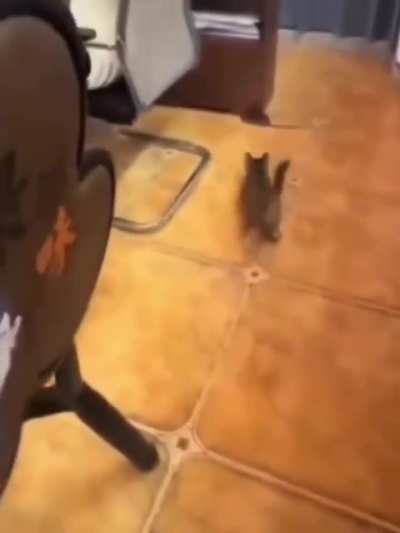 Invasive Rodent Wunk spotted deploying a Street Feline Wunk!!!