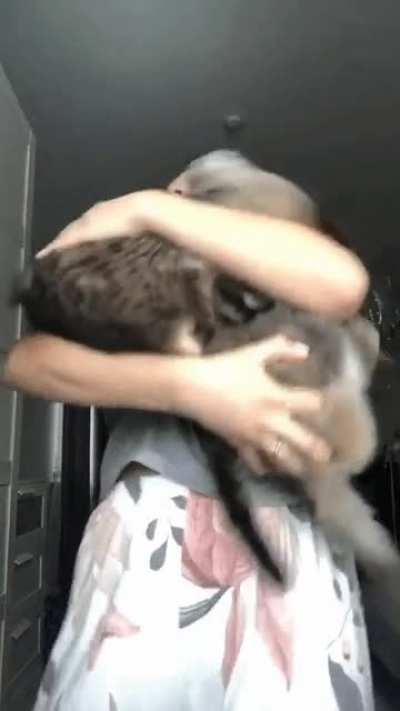 Two cats in arms