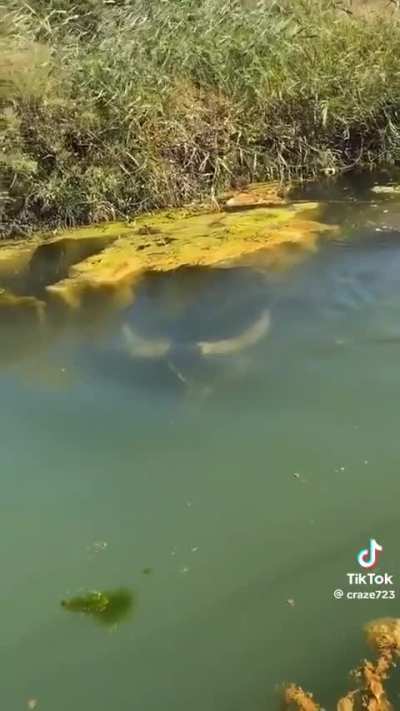 An underwater water buffalo