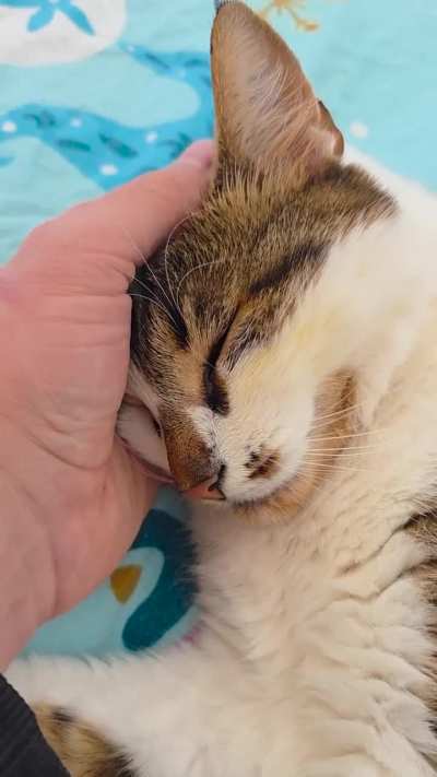 His head fits perfectly in my palm