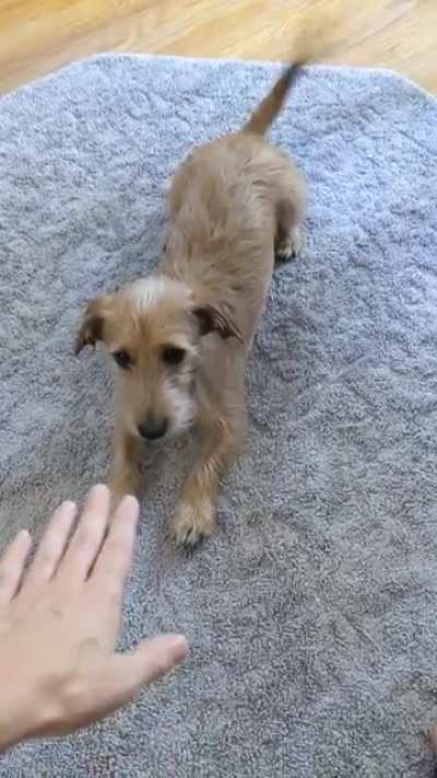 I can't even pet my doggo...