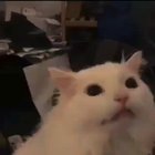 since we are on the topic of this cat...