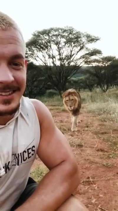 Never turn back on a lion..