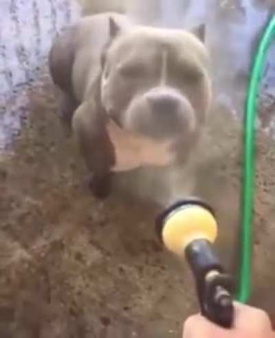 Man gets viciously attacked by wholesomeness