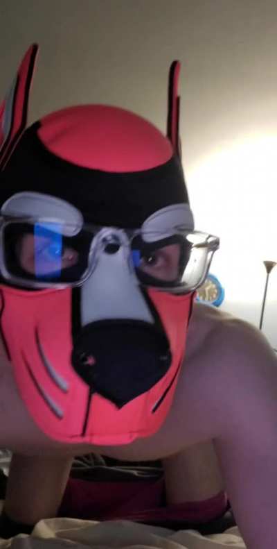 GayPup