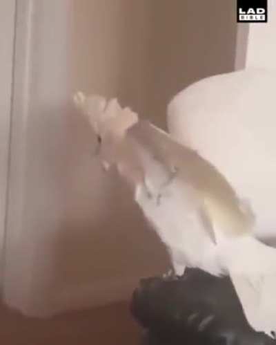 birb