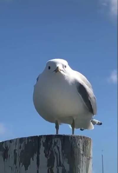 æ. æ. a. AÆÂÆÄÆAA!