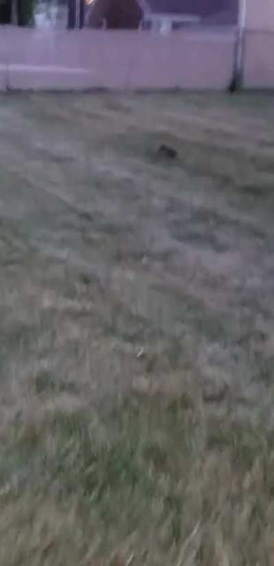 Rabit