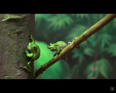 My favourite clip from Tierzoo videos