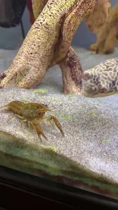 Hard meal