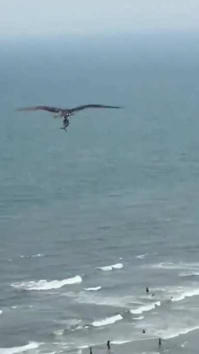 A bird flying a shark.