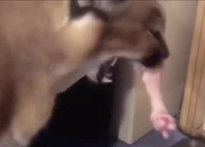 AAA-