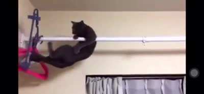 Cat: I have made a mistake