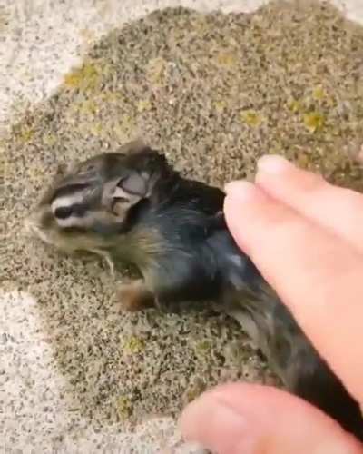 Chipmunk rescue