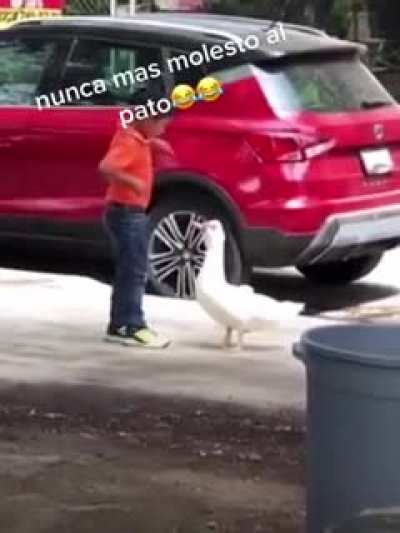 Never bother the duck again