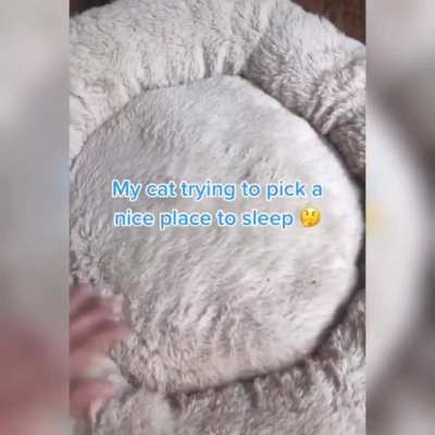 Nice bed, Cat