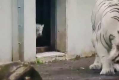 Tiger cub 🐅 sneaks up on his mom