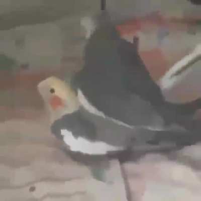 Calopsita gay 👌 ( se for repost desculpa ,-, voltei a posta memes aqui dnv hoje)