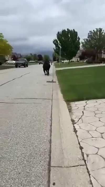 Moooooooo!
