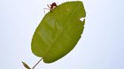 🔥 leafcutter ants doing their thing 🔥