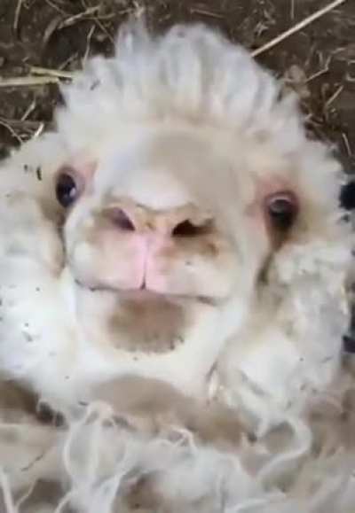 Little Lamb