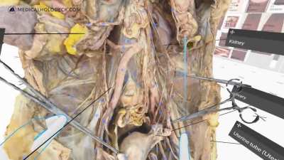 Human Anatomy in Virtual Reality. Would you use that?