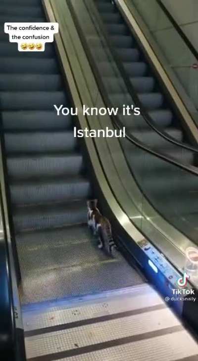 Bro helps cat go up escalator