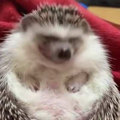My hedgie did a big boy yawn 🥺