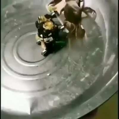 crab combat
